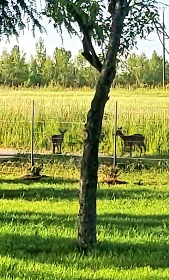 Le Cottage Nature Primeur Sauna Gaillac Entre Albi-Toulouse & Les Cottages Du Tarn Brens  Εξωτερικό φωτογραφία
